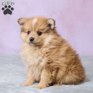 Lilly, Pomeranian Puppy